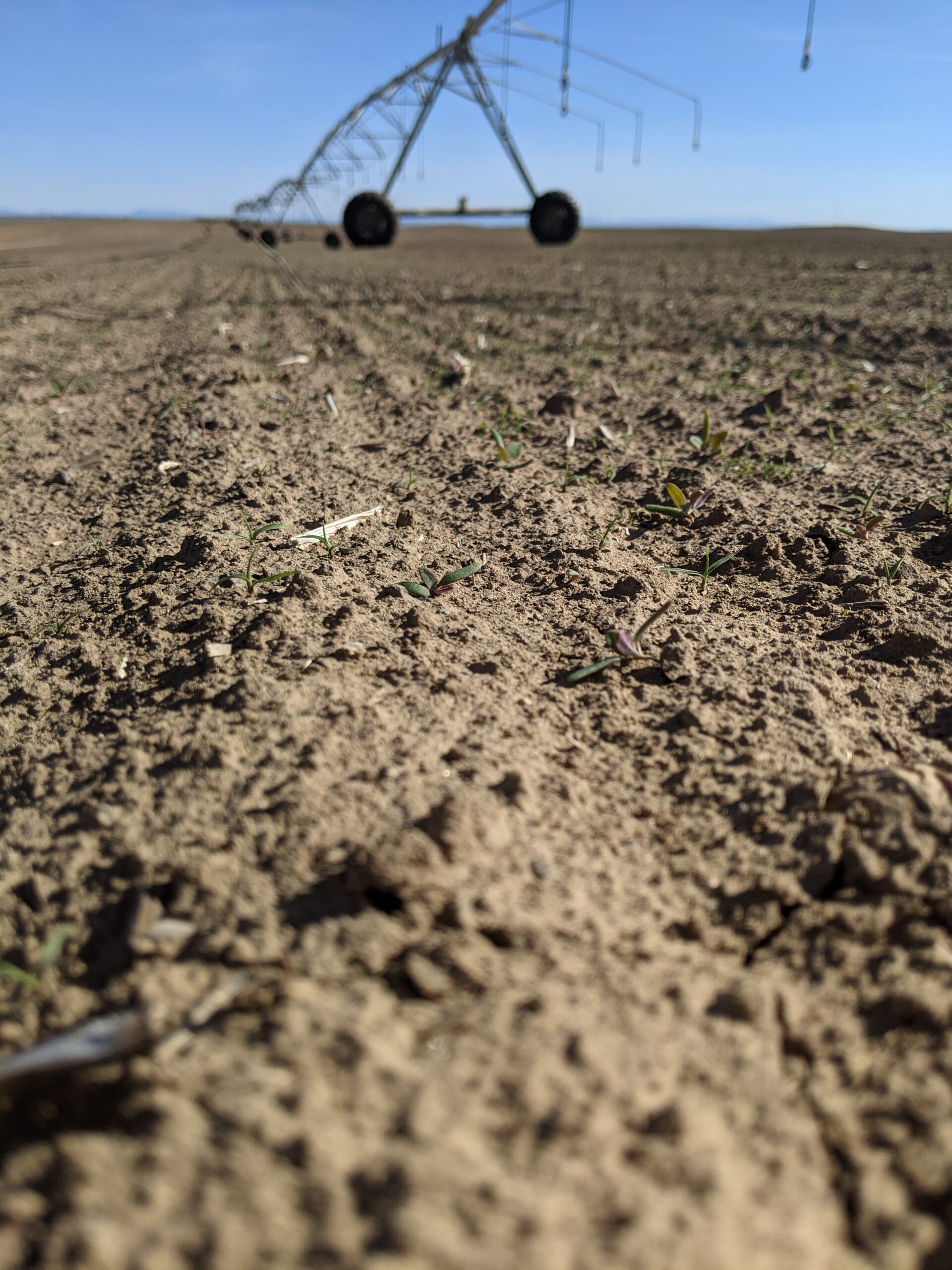 teff field