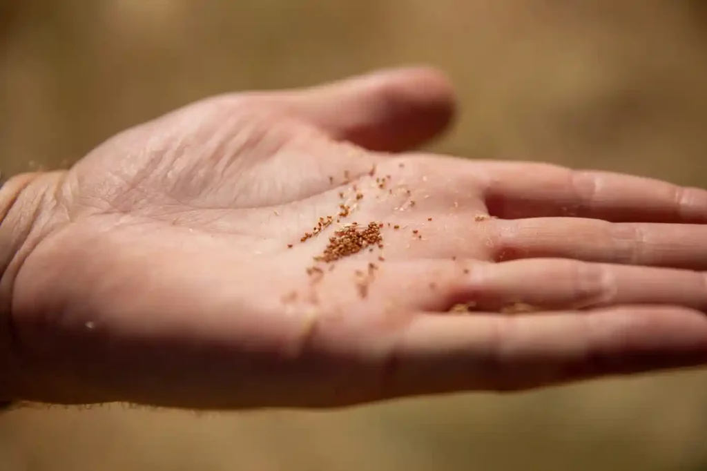 tiny teff seeds shown on hand
