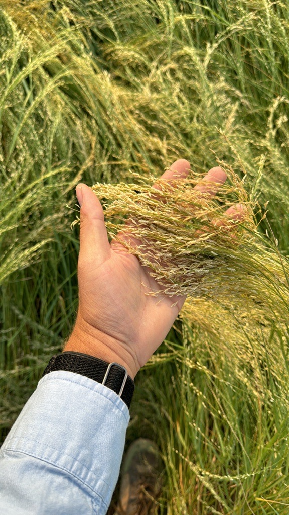 Teff Grass