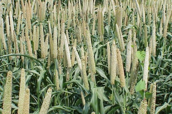 A Comparison of Teff and Millet