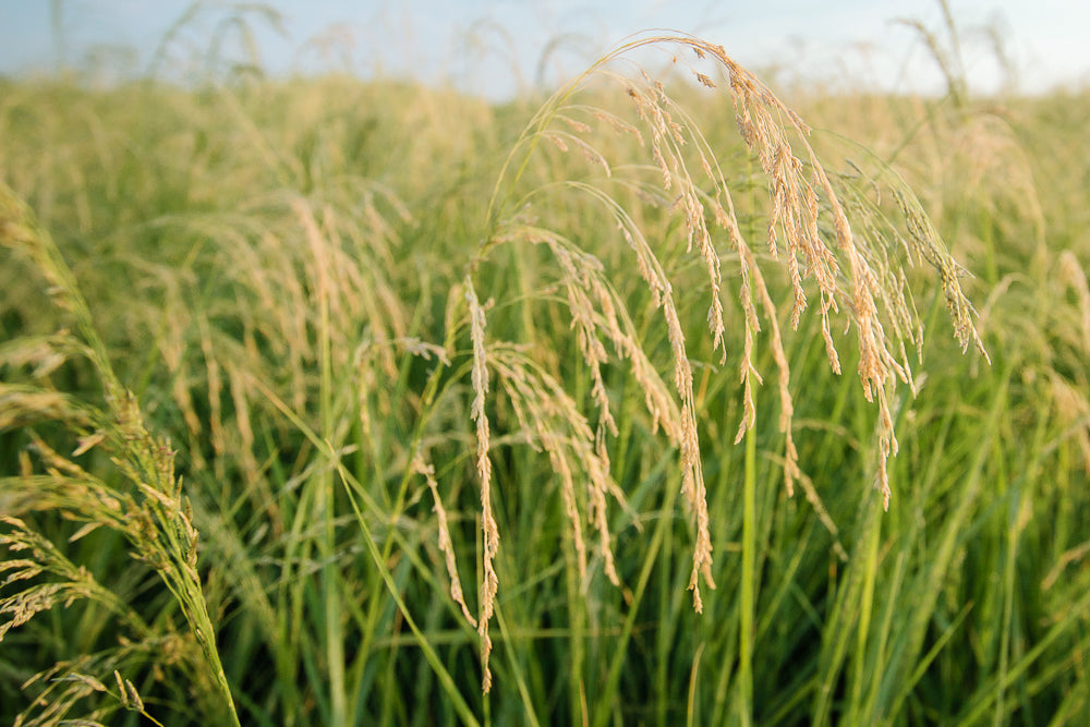 Teff plants in a field with a clear sky